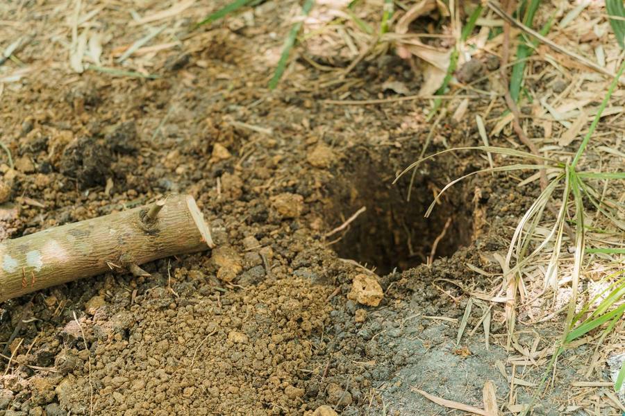 Freshly dug hole in yard soil beside a spade